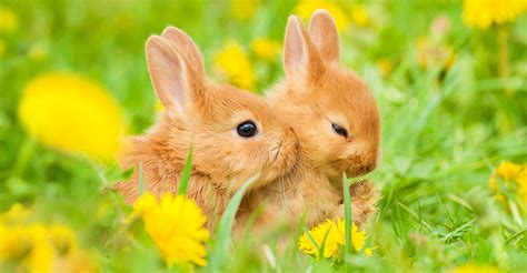 What Do Baby Rabbits Eat - A Complete Nutritional Guide