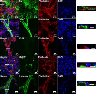 Fibronectin Deposition Participates in Extracellular Matrix Assembly ...