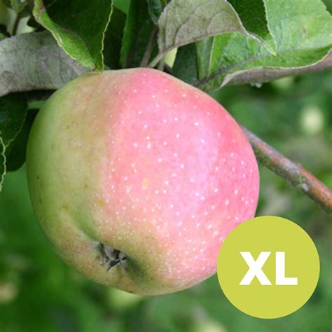 Apple Fruit Varieties | americanlycetuffschool.edu.pk