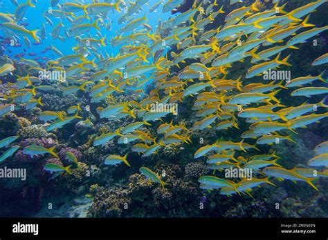 Beautiful Goat Fish, Goatfish Swimming In The Red Sea In Egypt. Blue ...