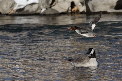 Common Merganser Flying Along the Cold Winter River Stock Photo - Image of circling, water ...