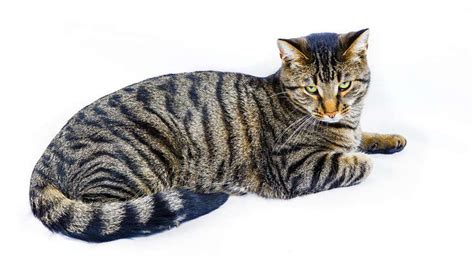 Tiger cat | Tiger cat breed, Cats, Cat breeds