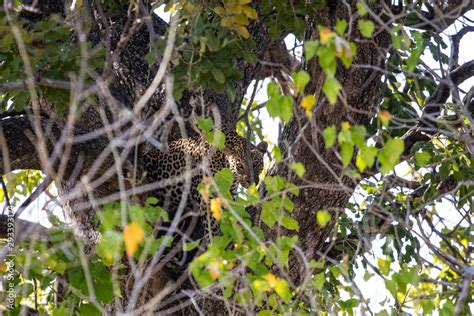 leopard hidden on a camouflaged tree, leopard snout looks at the lens ...