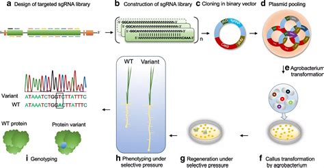 CRISPR directed evolution of the spliceosome for resistance to splicing ...