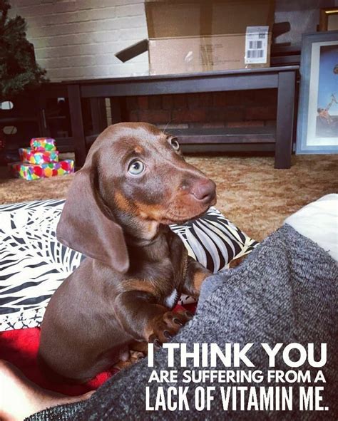 Funny Dachshund Quotes - ShortQuotes.cc