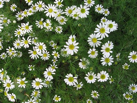 Anthemis Nobilis (Roman Chamomile) - Extract, Oil, Benefits, Uses