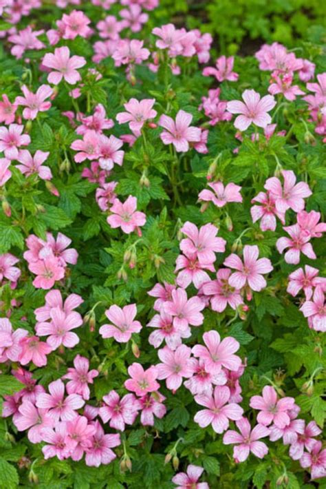 Geranium x Oxonianum 'Wargrave Pink' (Cranesbill) Perennial Geranium ...