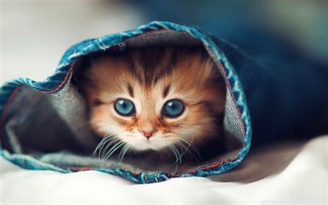 kittens, Kitten, Cat, Cats, Baby, Cute, S Wallpapers HD / Desktop and ...