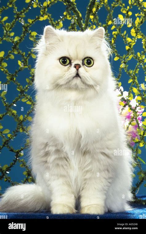 Persian cat ( silver shaded ) - sitting Stock Photo - Alamy