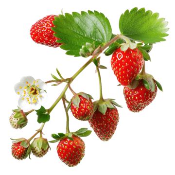 Blossom Strawberry Branch, Kids, Nature, Tasty PNG Transparent Image and Clipart for Free Download