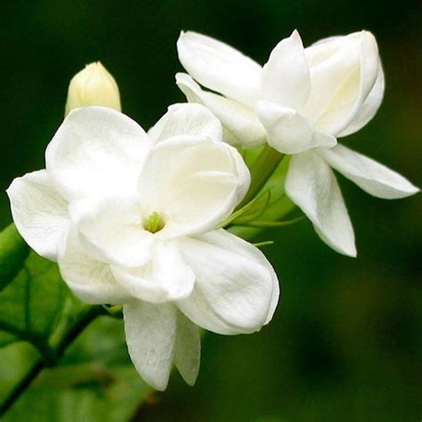 KimcHisxXv Jasmine Seed,100Pcs Jasmine Flower Seeds Fragrant Home Garden Plant Seed Wedding ...