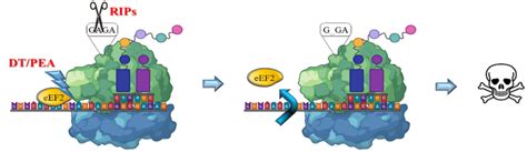 Mechanism of action of bacterial and plant toxins. RIPs act on ...