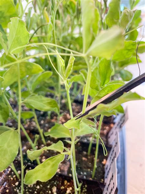 How to Transplant Sweet Peas into the Garden - growhappierplants.com