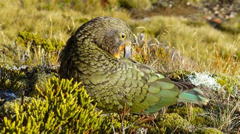 Kea Mountain Parrot sitting image - Free stock photo - Public Domain ...