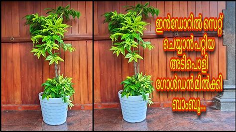 Golden Milky Bamboo/Best Indoor Plant/കൈയിൽ ഒതുങ്ങുന്ന പൈസക്ക് ഒരു അടിപൊളി ഇൻഡോർ പ്ലാന്റ്@Achus ...