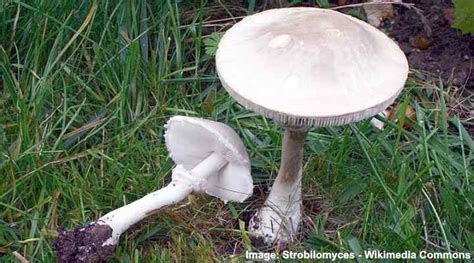 17 Types Of Lawn Mushrooms (with Pictures) Identification, 41% OFF