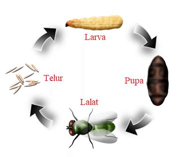 40+ Gambar Daur Hidup Hewan Metamorfosis Sempurna, Info Baru!