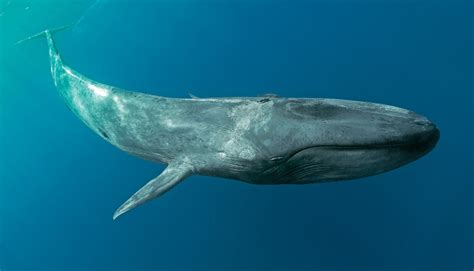 The Blue Whale