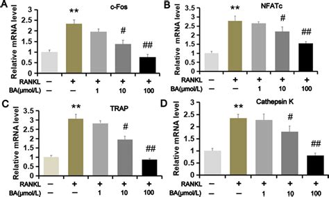 BA suppressed RANKL-mediated osteoclastogenesis-related gene expression ...