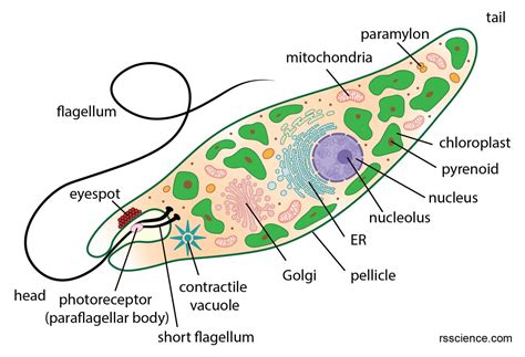 Parts Of A Euglena