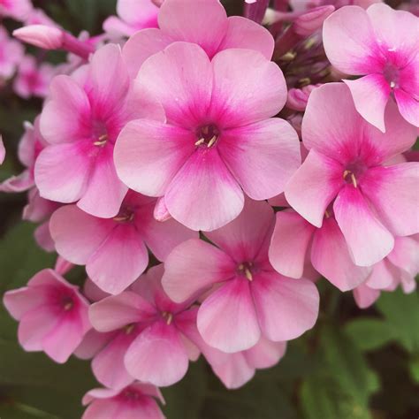 Phlox | Our Edible Flowers | The Flower Deli