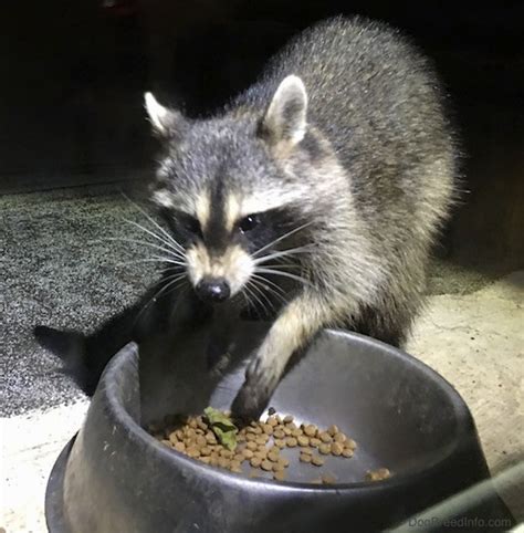 Raccoon Pictures