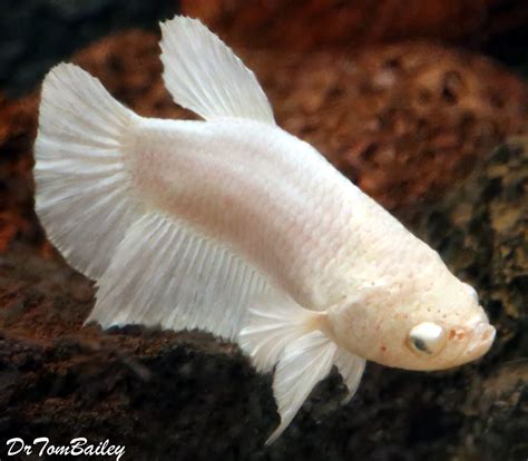 Premium FEMALE Rare Pearl White Halfmoon Betta Fish
