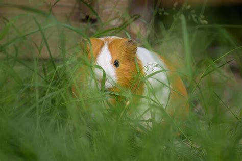 "Cavia Porcellus" Images – Browse 2,665 Stock Photos, Vectors, and Video | Adobe Stock