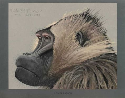 Gelada Baboon ~ SpaceWhale ® & Company