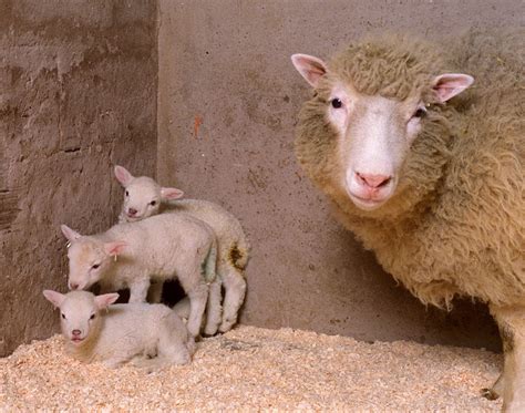 GC7GV1G Bio #2: Dolly the Sheep (Unknown Cache) in Colorado, United ...