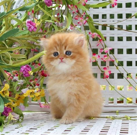 Persian Cat Ginger Kitten - Pets Lovers