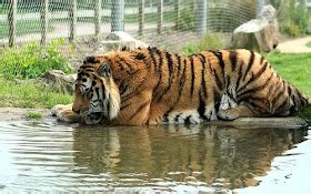 The Life of Animals: Bali Tiger