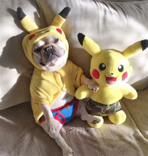 Which one is the real pikachu? #pokemon #pokemongo #bulldogs #costume | Bulldog costume, Pokemon ...