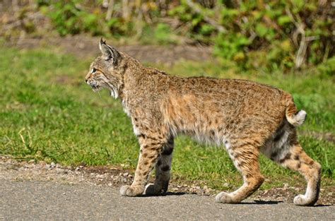 Bobcat Vs Lynx Fight comparison, who will win?