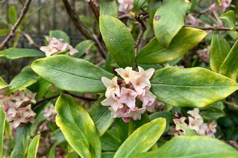 How to Grow and Care for Winter Daphne | Gardener’s Path