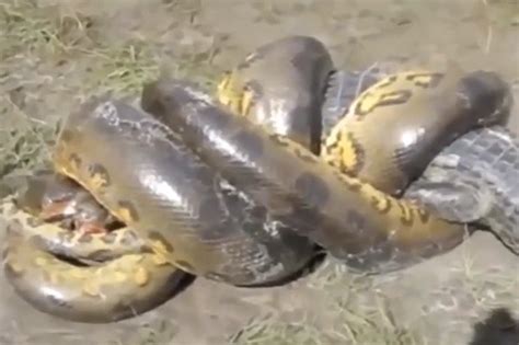 Crocodile and monster anaconda snake battle to death in jungle | Daily Star