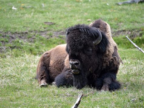 Yellowstone bison to be slaughtered to regulate population | The Independent | The Independent