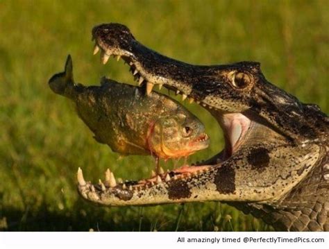 An Alligator Eating a Fish – perfectly timed | Perfectly Timed Pics