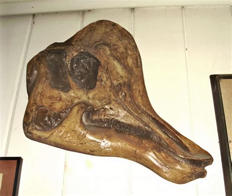 Corythosaurus Skull