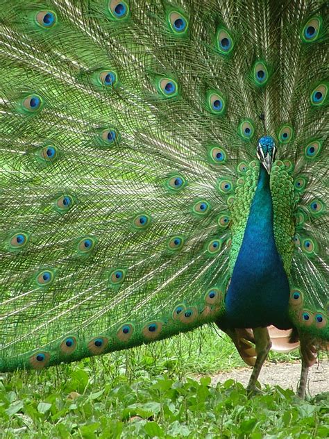 Bestand:Peacock with outspread plumes.JPG - Wikipedia