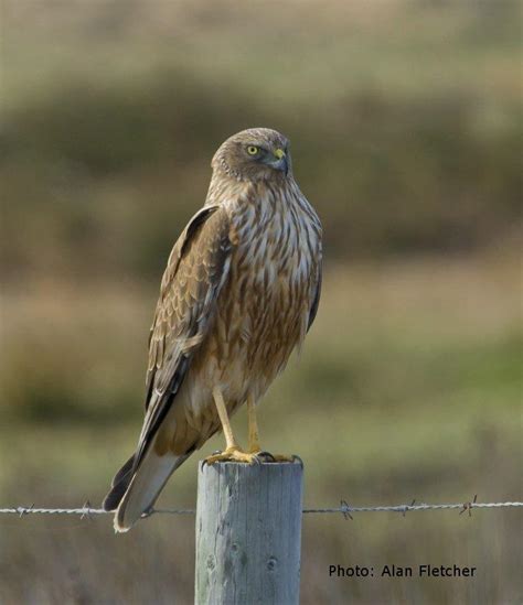 Gallery – Introducing the Swamp Harrier – Harrier in the Harvest | Swamp Harriers