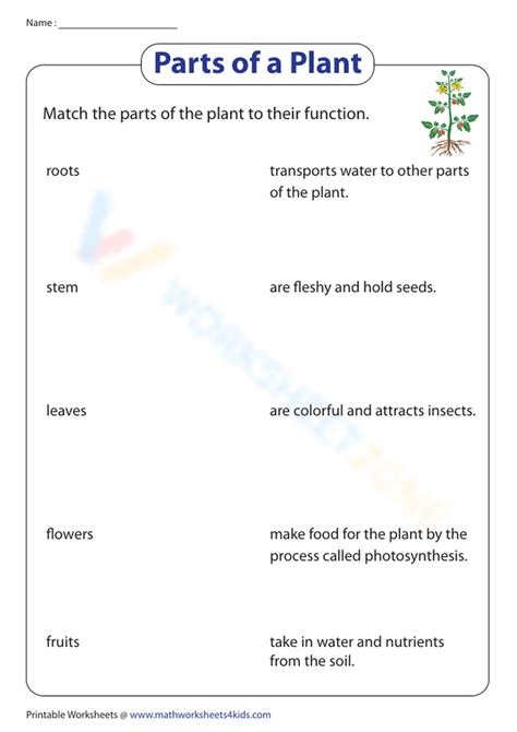 What Are The Main Parts Of A Plant And Their Functions - Infoupdate.org