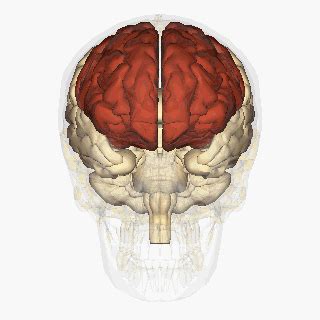 Neuroanatomical Structures