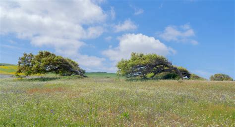 10+ Mistral Wind Vineyard Stock Photos, Pictures & Royalty-Free Images - iStock