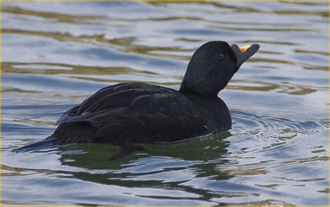 MONTS CORNWALL/KERNOW: COMMON SCOTER AT SWANPOOL