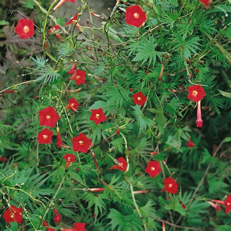 Cardinal Climber Seeds - Ipomoea Quamoclit Cardinalis Flower Seed