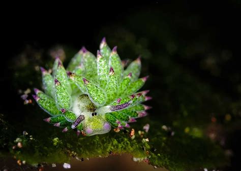 Amazing sea slug eats so much algae it can ‘photosynthesize’