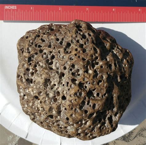 Heavy rock with holes - Fossil ID - The Fossil Forum