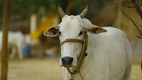 Govatsa Dwadashi Images & Vasu Baras Rangoli, Photos of Gau Mata Puja ...