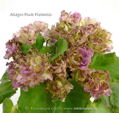 Allegro pink pistachio | Houseplants, Plants, Pink